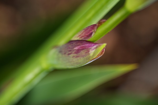 The Iris Spathe by Joy Watson